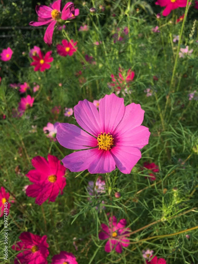 pink cosmos flower