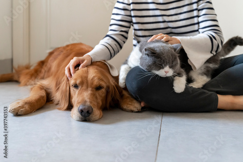 Golden Retriever and British Shorthair accompany their owner