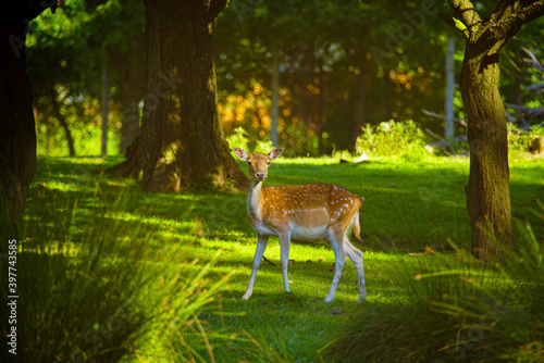 young fallow deer in the wild