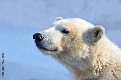 polar bear portrait © elizalebedewa
