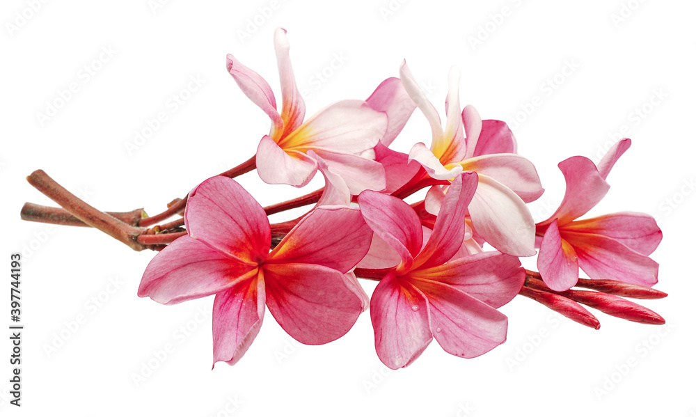 Frangipani, Plumeria flower isolated on white background Frangipani, Plumeria flower isolated on white background
