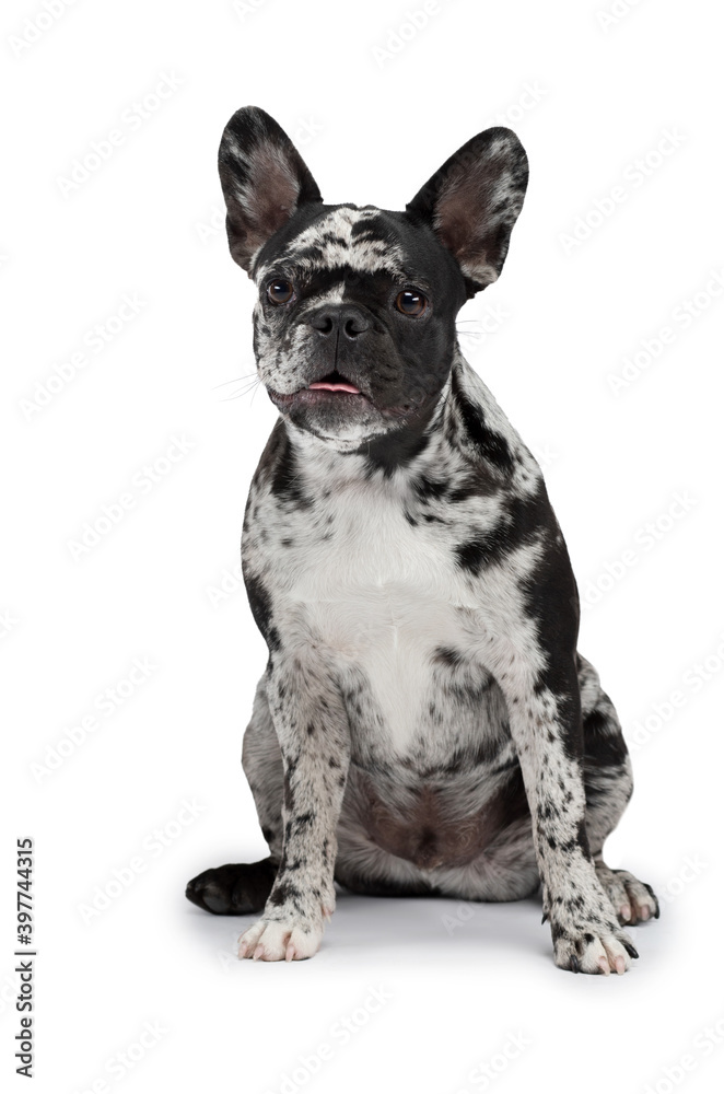 dog is sitting on a white background. French Bulldog of rare marble color. Pet in the studio