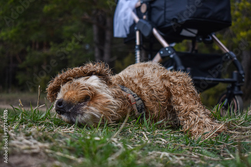 Dog Cocker Spaniel rests on grass © Igor