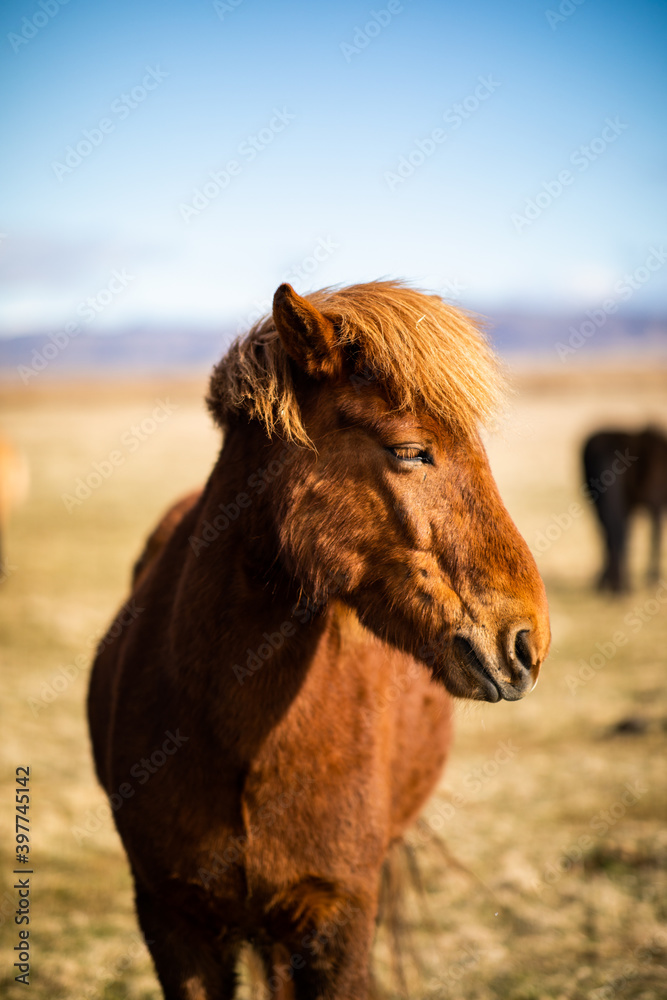 Fototapeta premium A portrait of a brown Icelandic horse on a sunny day
