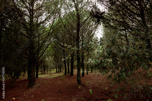 Bosque en Sierra morena, en invierno ,Córdoba, Andalucía, España © Imagen Punto de Luz