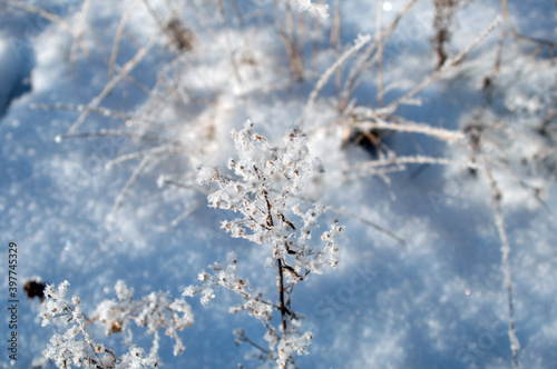 twigs under the snow on the Bush © vladimirvu