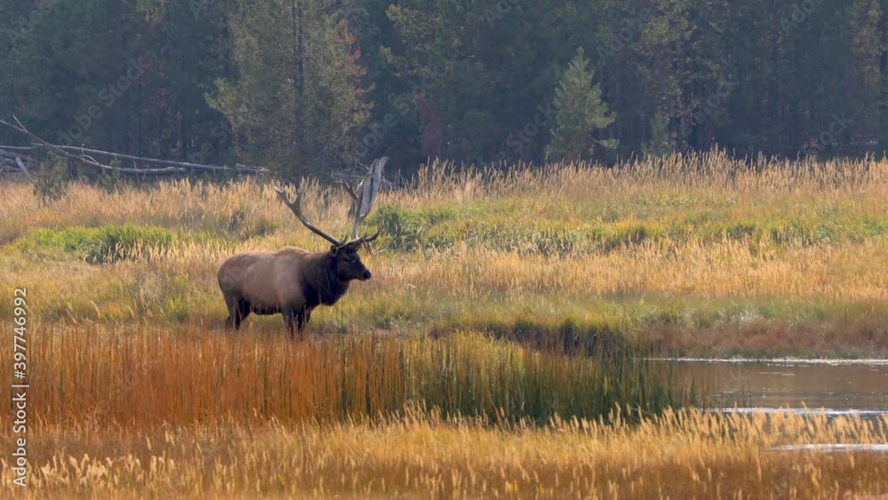 Wild elks in Yellowstone National Park Wild elks in Yellowstone National Park
