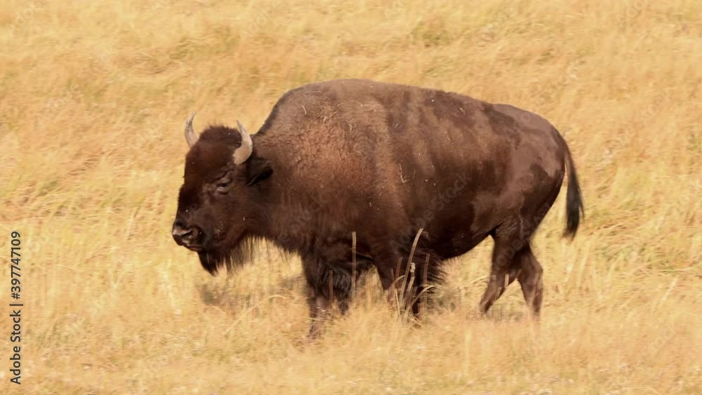 Bison in Yellowstone National Park Bison in Yellowstone National Park