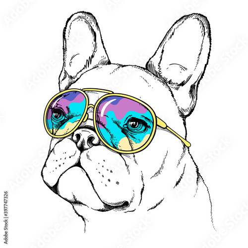Cartoon white french bulldog in sunglasses.  Stylish image for printing on any surface.