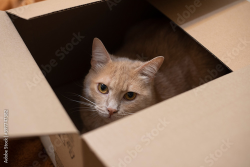 The beige cat sits in a box. Beige box. Cute pet playing