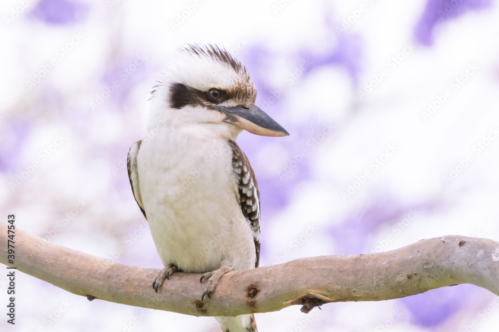 Kookaburra bird looking to the side on a Jacaranda tree with a purple background Kookaburra bird looking to the side on a Jacaranda tree with a purple background