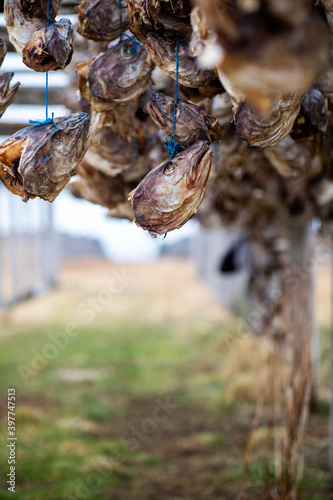 Traditional smoked fish heads in Iceland