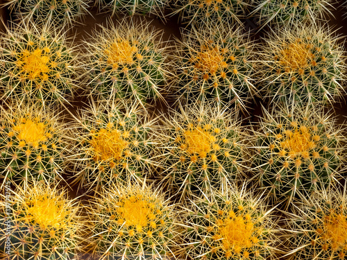 golden barrel cactus or echinocactus grusonii a group of popular spiny ball desert plant by closeup detail of spikes