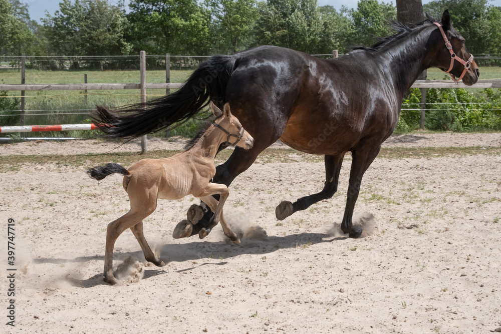 Stallion foal galloped with his mother in the sand. A natural green background Stallion foal galloped with his mother in the sand. A natural green background