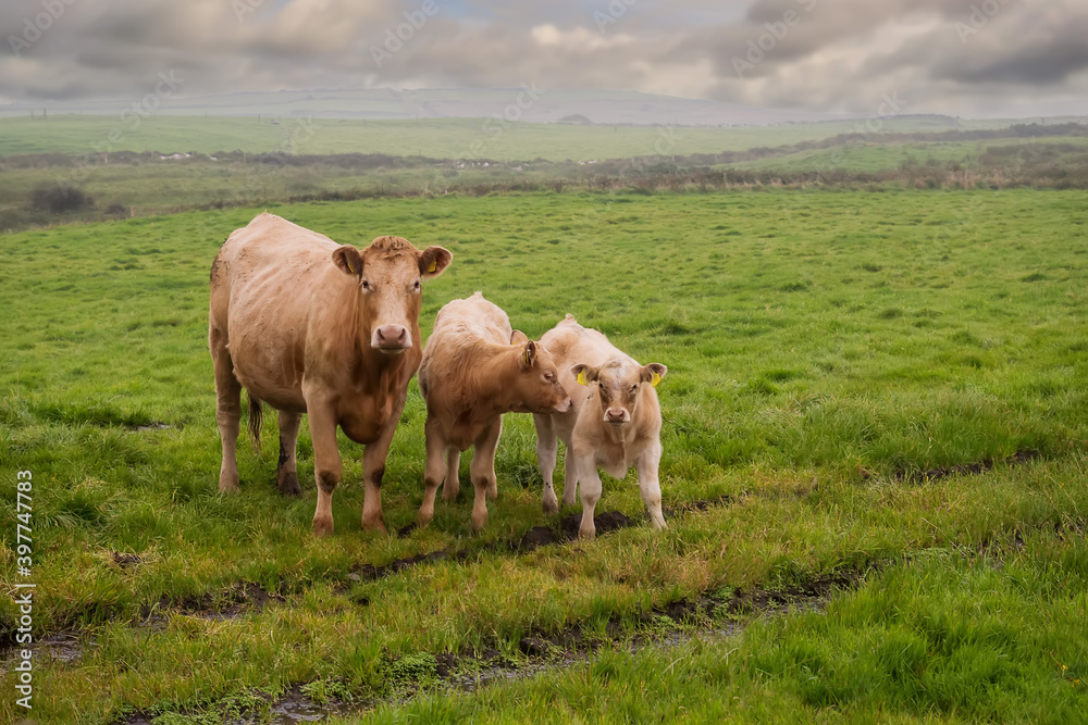 Cow with two calves in a green meadow in focus. Beautiful cloudy sky in the background. Agriculture theme background.