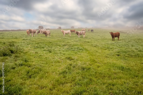 Fototapeta Naklejka Na Ścianę i Meble -  Green meadow with fresh grass. Herd of cows grazing grass. Haze in the background and cloudy sky, Selective focus. Agriculture background. West of Ireland
