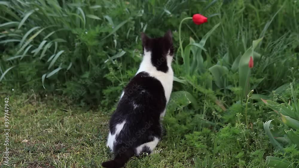 Gato jugando con una flor tulipán de color rojo Gato jugando con una flor tulipán de color rojo
