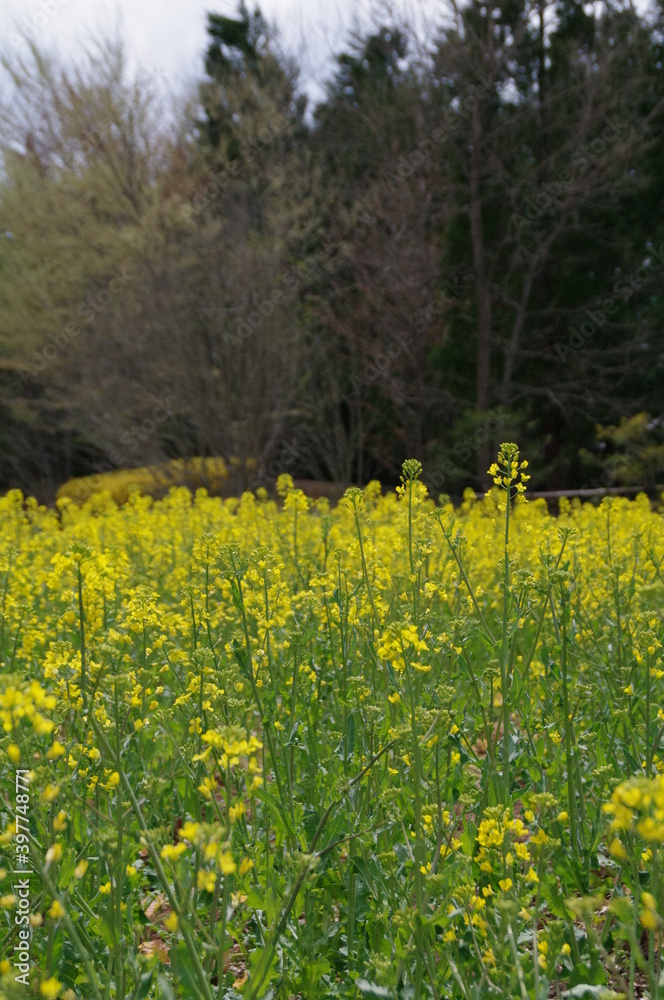 Obraz premium 金色の野原の様な春の菜の花