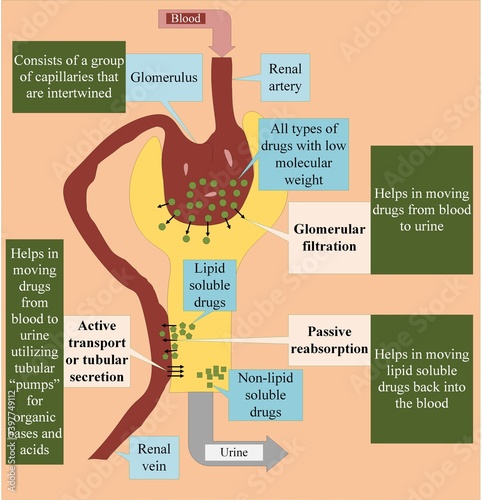 Renal drug excretion