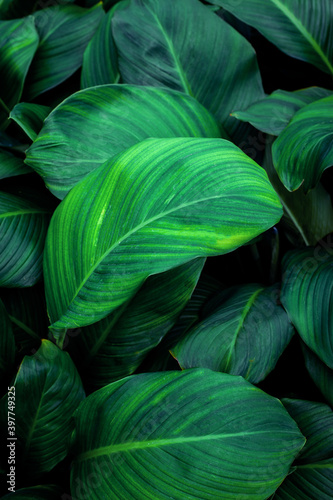 liście Spathiphyllum cannifolium, streszczenie tekstura zielony, tło natura, tropikalny liść