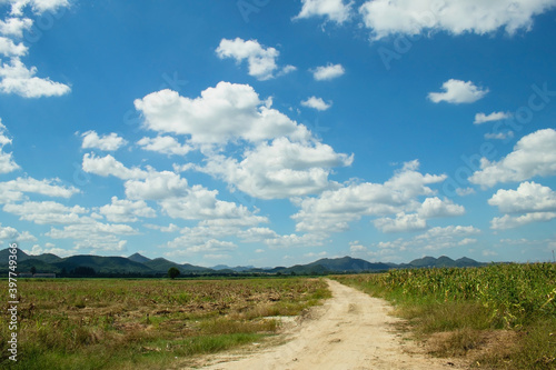 Green natural view of Rural rough road flanked with coin field and white clouds with blue sky in background.