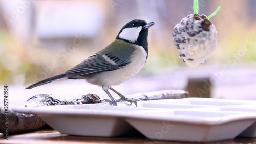 Tablou pe pânză バードケーキを食べるシジュウカラのメス
