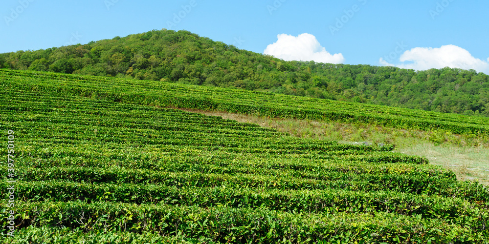 green leaves on tea bushes on plantation. Concept environment agriculture green leaves on tea bushes on plantation. Concept environment agriculture