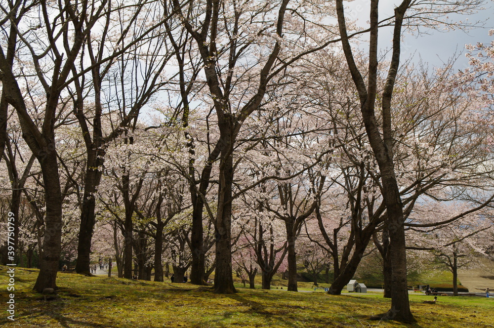 綺麗に咲く桜の木々