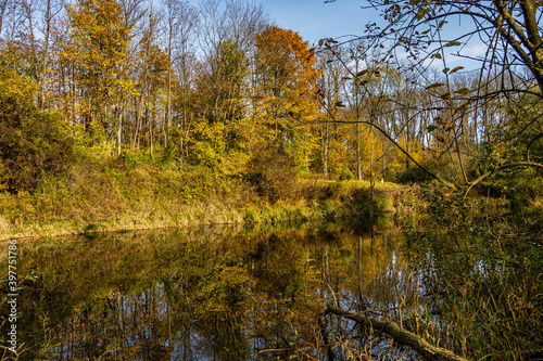 Autumnal atmosphere in the forest along the River Isar in Ismaning, Munich, Bavaria in Germany photo