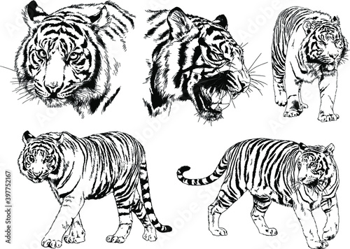 a set of vector drawings of various predators   tigers and lions  drawn in ink by hand  realistic for the logo 