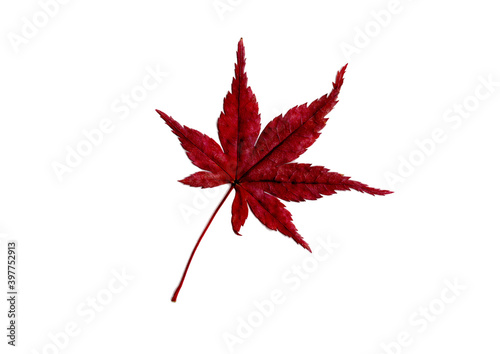 紅葉の葉