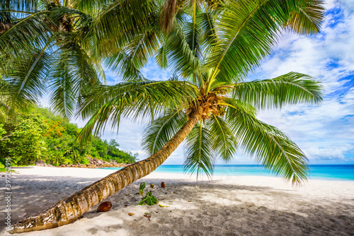 Fototapeta Naklejka Na Ścianę i Meble -  palm tree on tropical beach anse georgette in paradise on praslin, seychelles