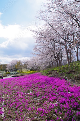 Wallpaper Mural 美しい絨毯のようなピンク色の芝桜と桜の木 Torontodigital.ca