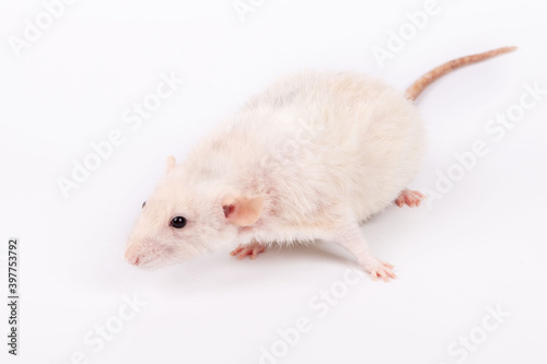 rat dumbo on a white background © Александр Горшков