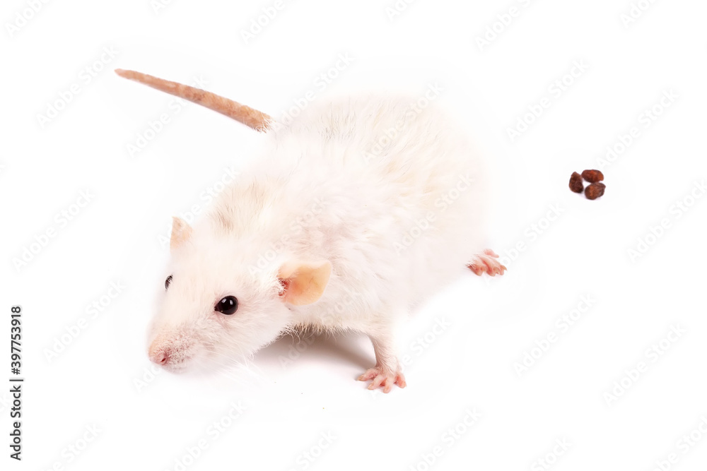 Dumbo rat with shit on a white background Dumbo rat with shit on a white background