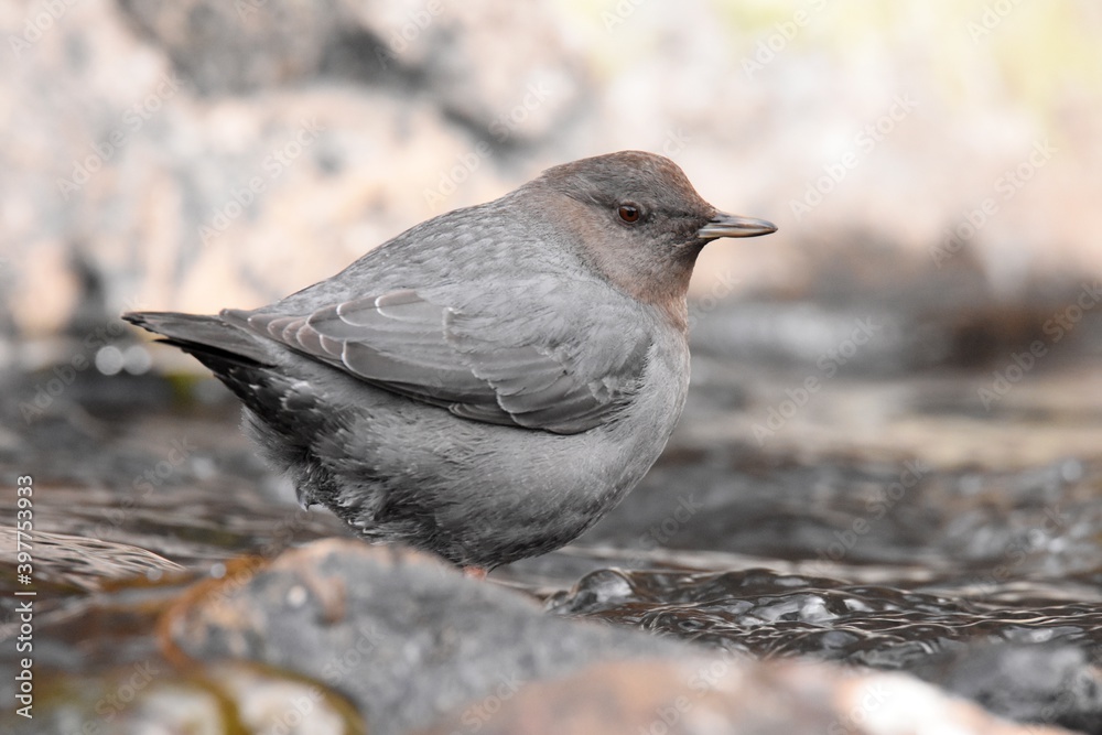 An American Dipper feeds in a river in the Rocky Mountians. An American Dipper feeds in a river in the Rocky Mountians.