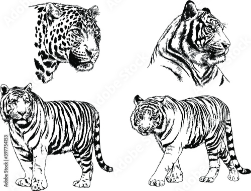 a set of vector drawings of various predators   tigers and lions  drawn in ink by hand  realistic for the logo 