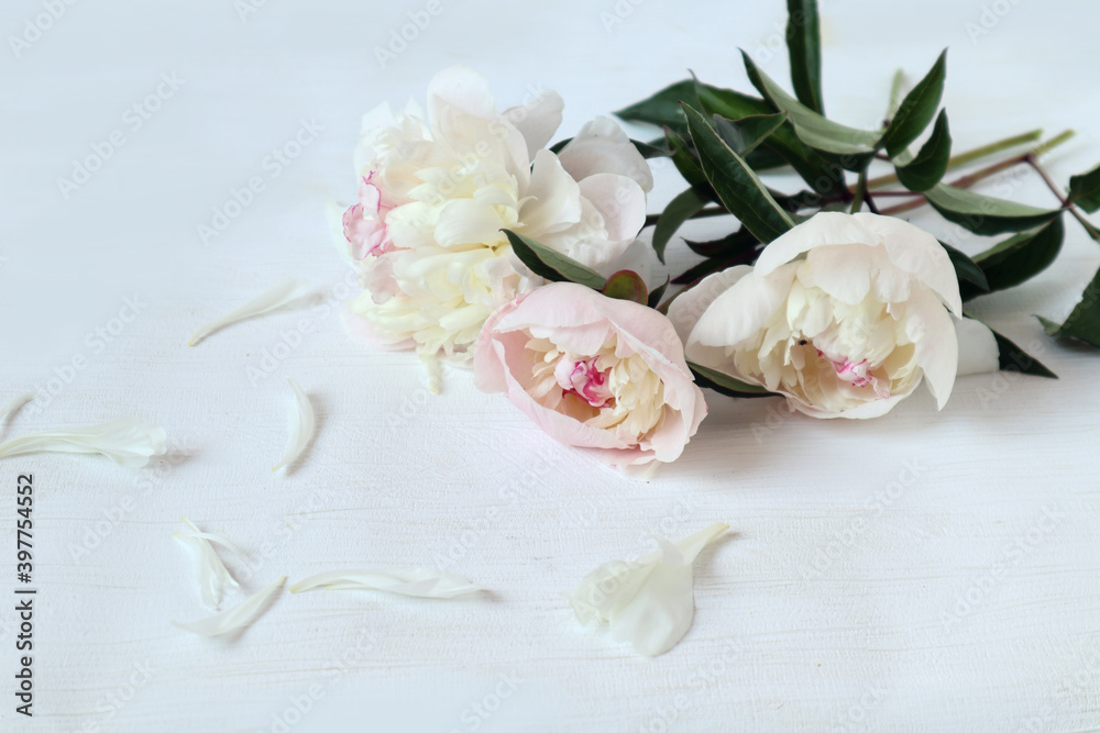 Three pastel-colored peonies with scattered petals on a light background, space for text