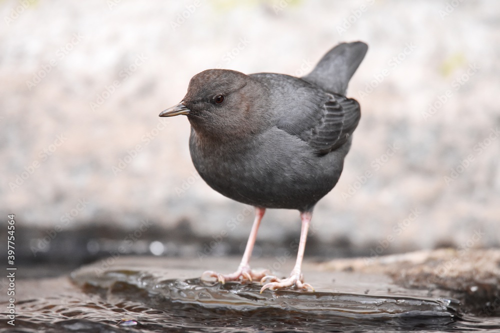 An American Dipper feeds in a river in the Rocky Mountians. An American Dipper feeds in a river in the Rocky Mountians.
