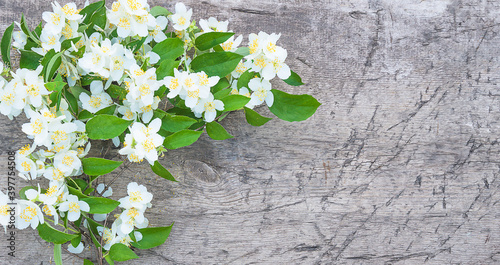 Branch with white flowers of mock orange on rustic non paint wooden background. Space for text