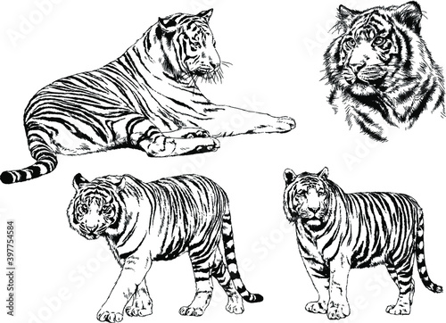 Fototapeta Naklejka Na Ścianę i Meble -  a set of vector drawings of various predators , tigers and lions, drawn in ink by hand, realistic for the logo	