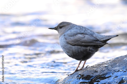 An American Dipper feeds in a river in the Rocky Mountians. photo