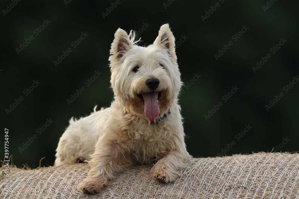 Westie. West Highland White terrier lying on a hay bale. Portrait of a white dog.