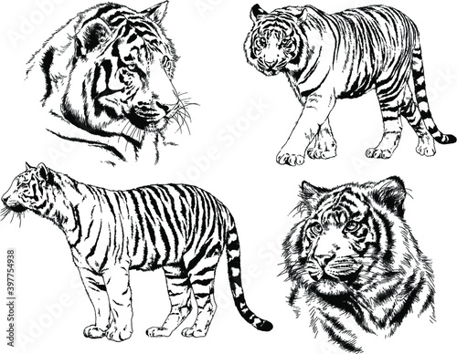a set of vector drawings of various predators   tigers and lions  drawn in ink by hand  realistic for the logo 