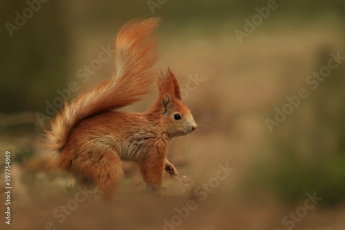 Art view on wild nature. Cute red squirrel with long pointed ears in autumn scene . Wildlife in November forest. . Sciurus vulgaris © Monikasurzin