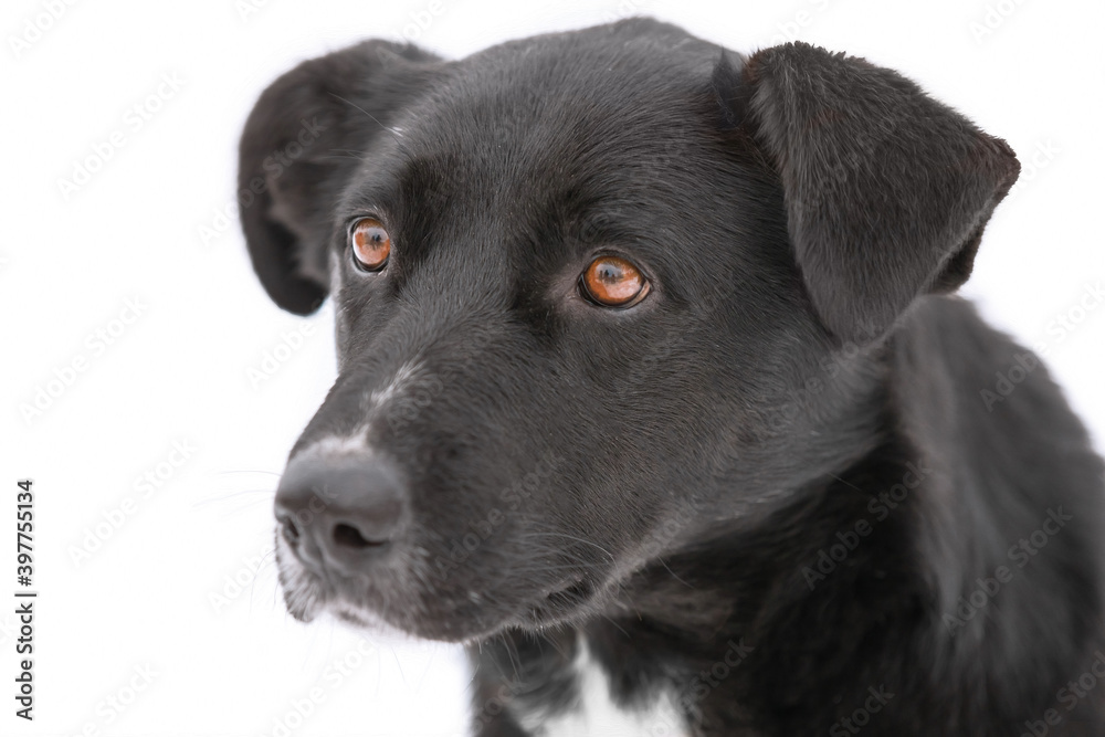 A cute portrait of large black dog with sad brown eyes  is on the isolated white background. Concept of pets day.