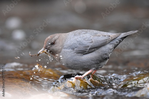 An American Dipper feeds in a river in the Rocky Mountians. © Andrew