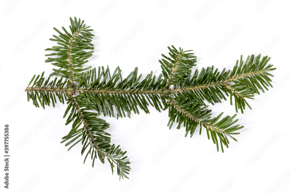 Fir tree branch on white