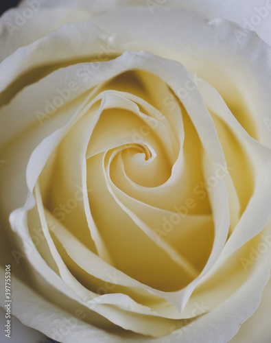 close up of white rose petals. Selective focus. Flowers background