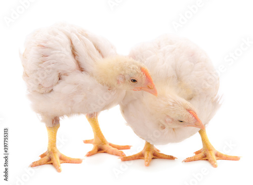 Two chicken or young broiler chickens.